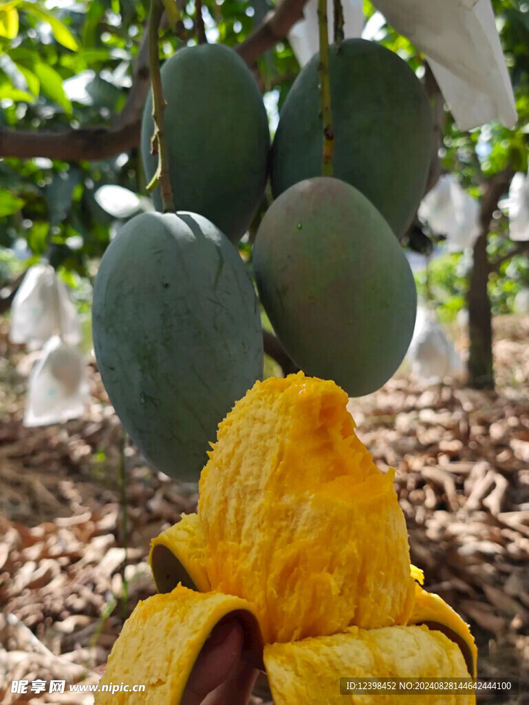 芒果