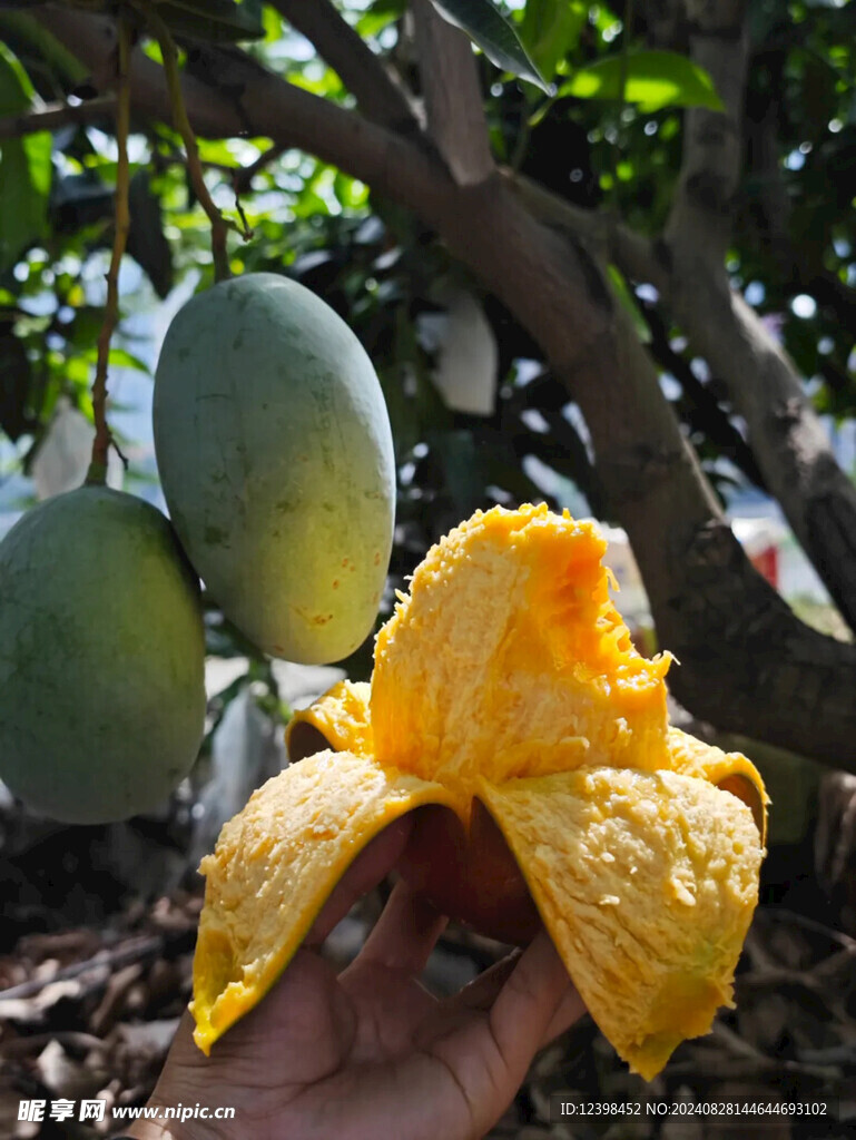芒果