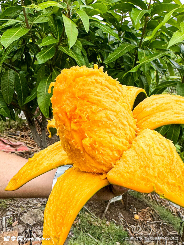芒果
