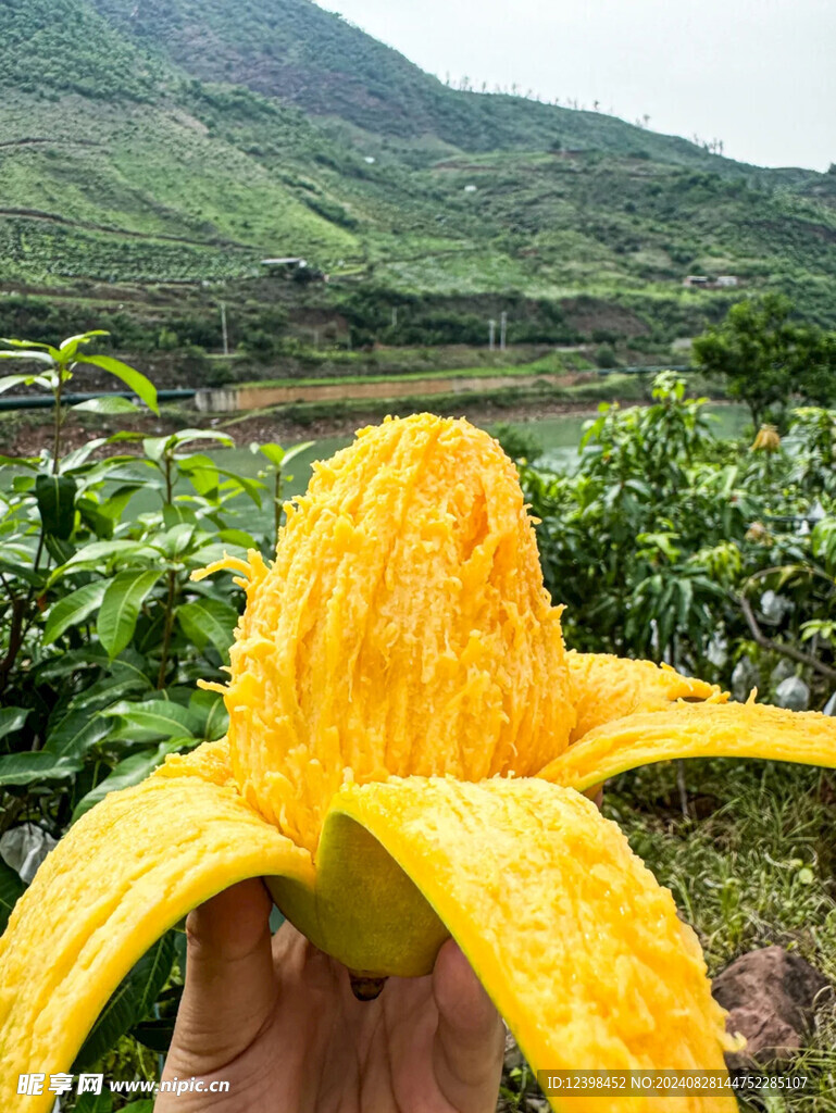 芒果
