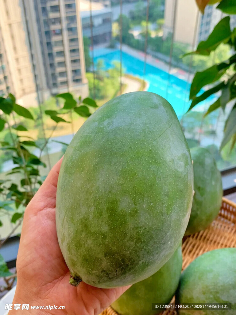 芒果