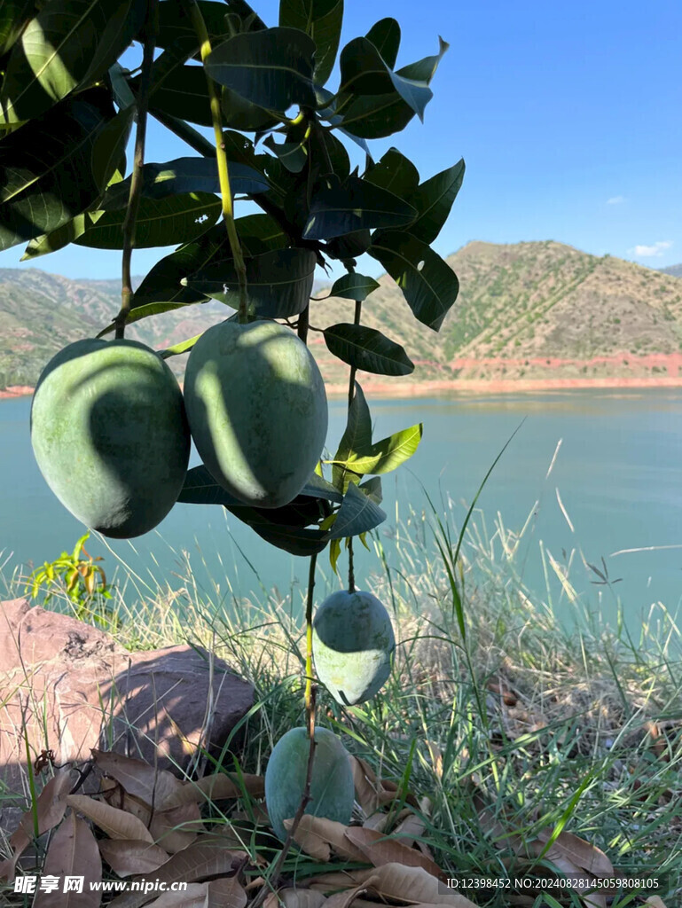 树上的芒果