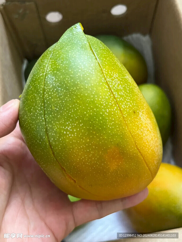 芒果