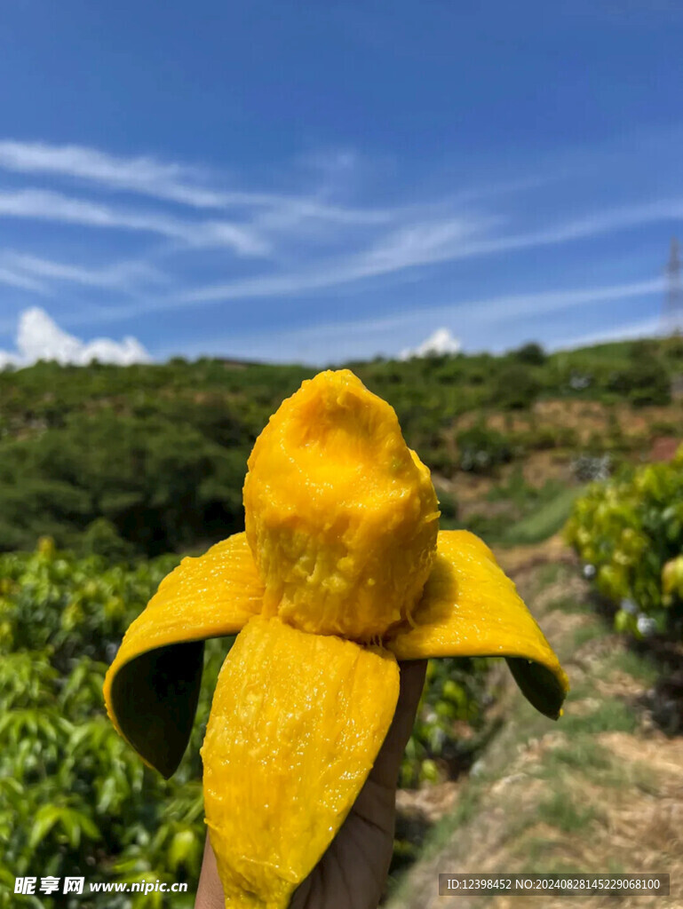 芒果