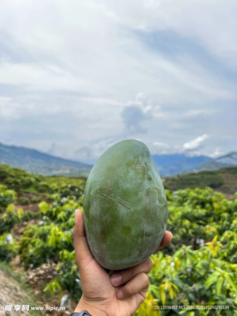 凯特芒芒果