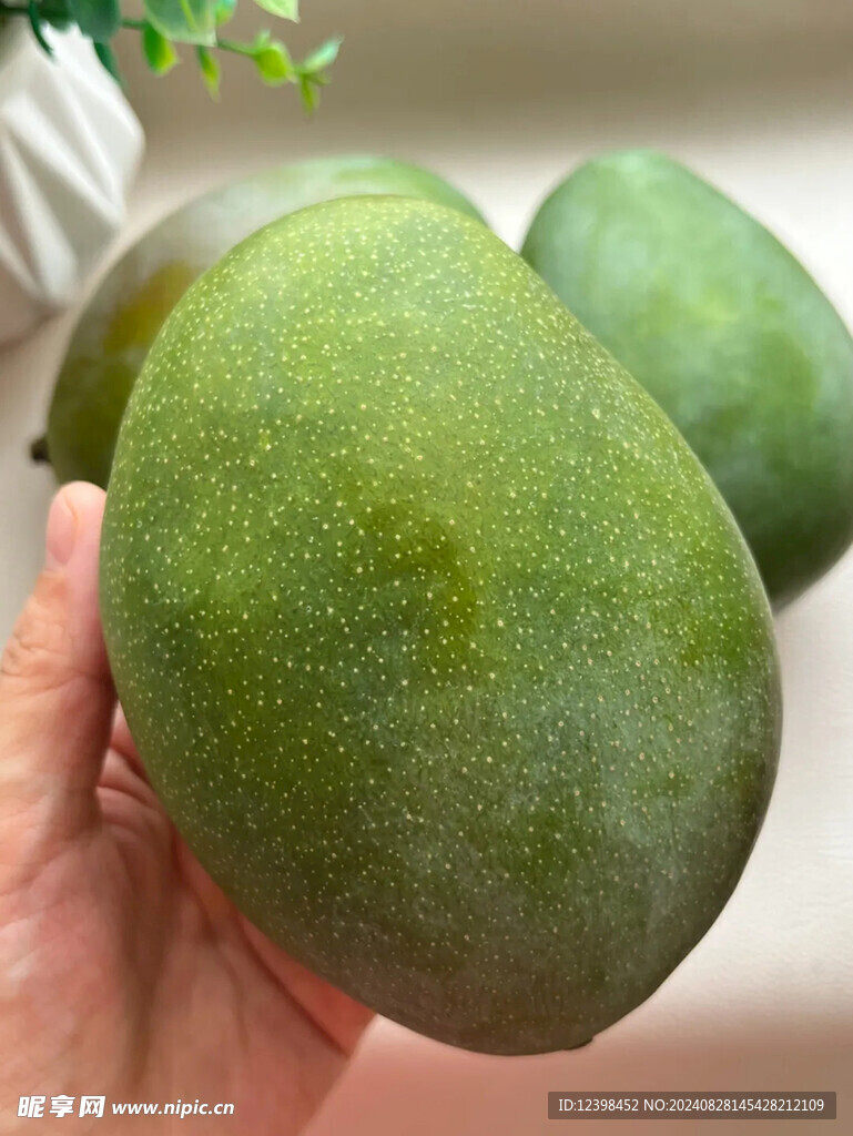 芒果