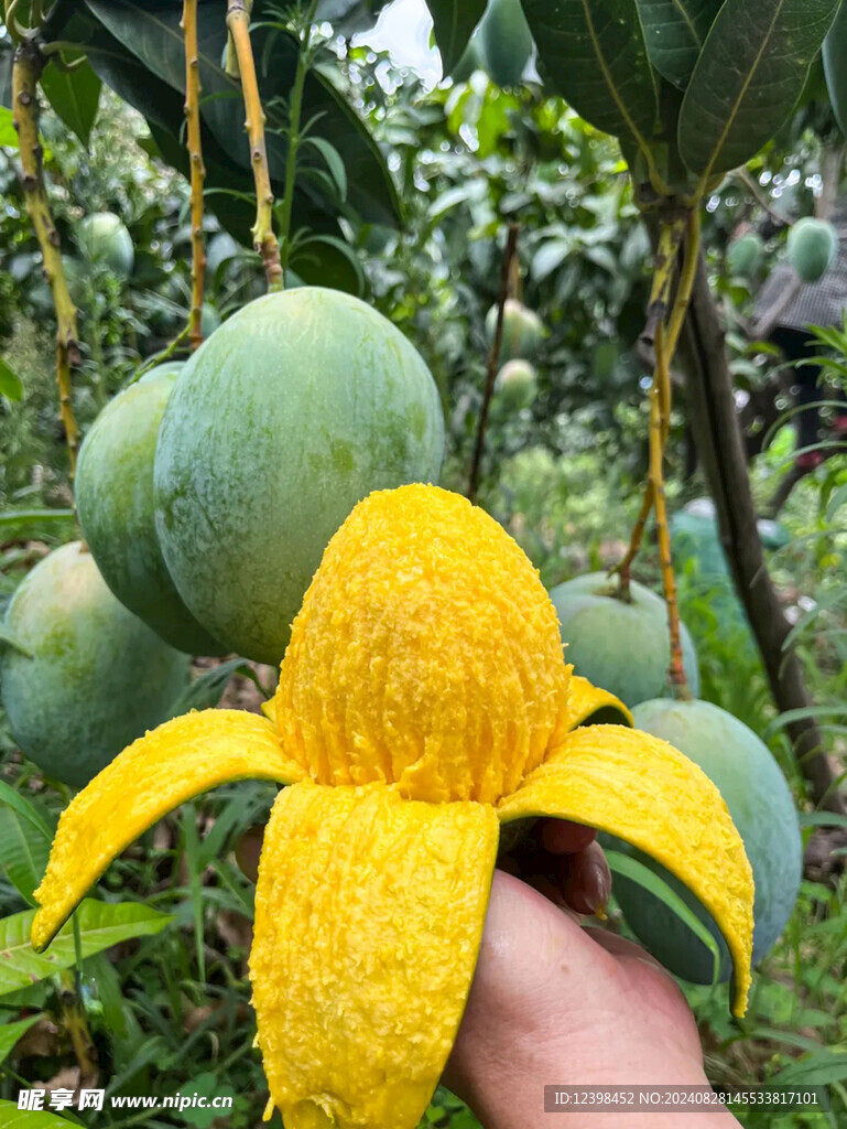 芒果