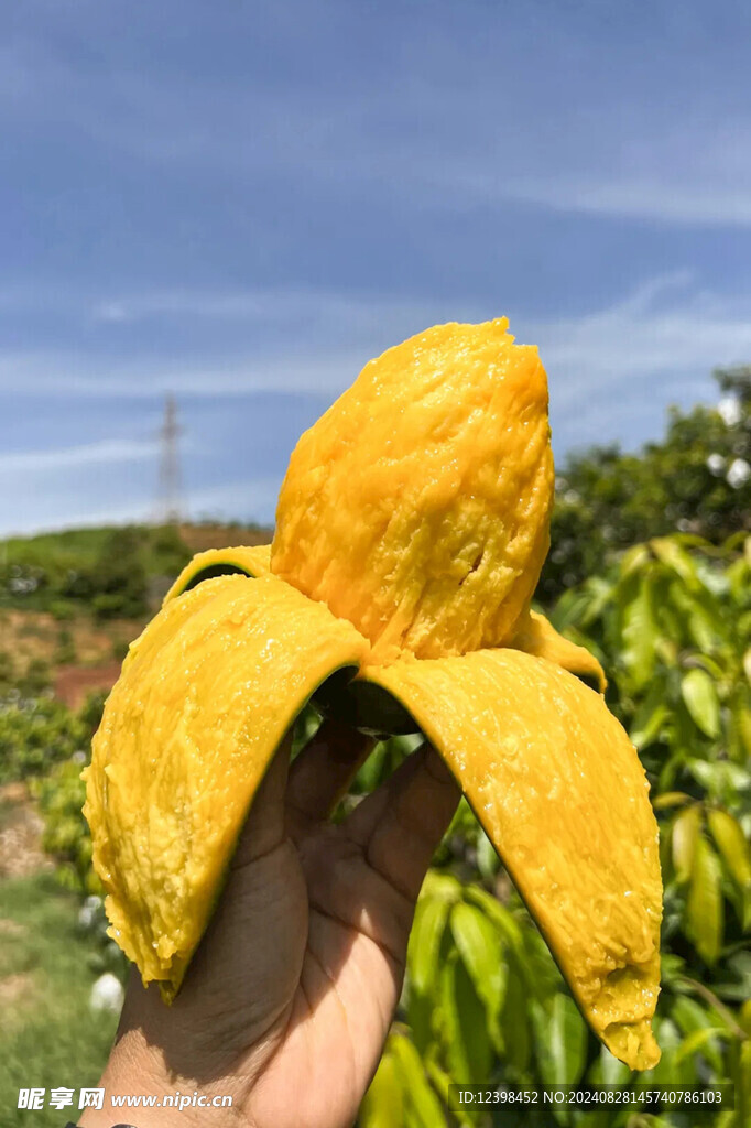 芒果