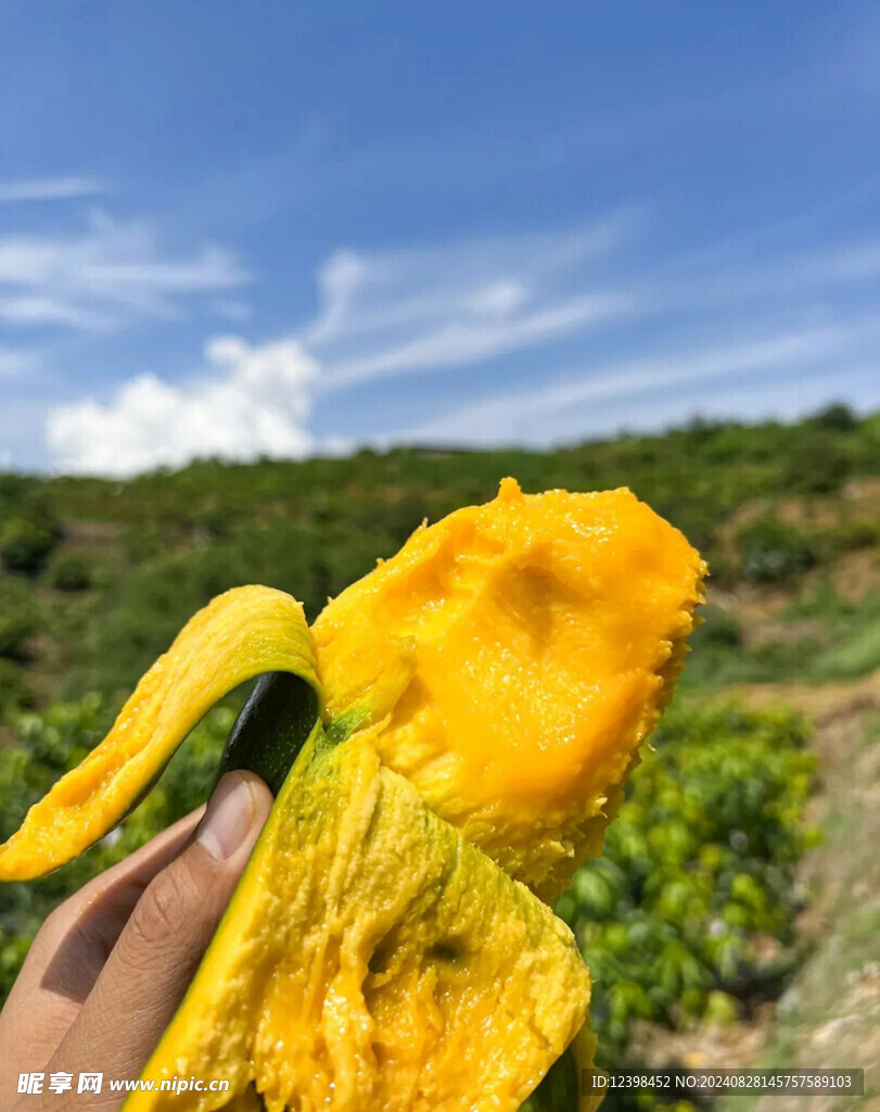芒果
