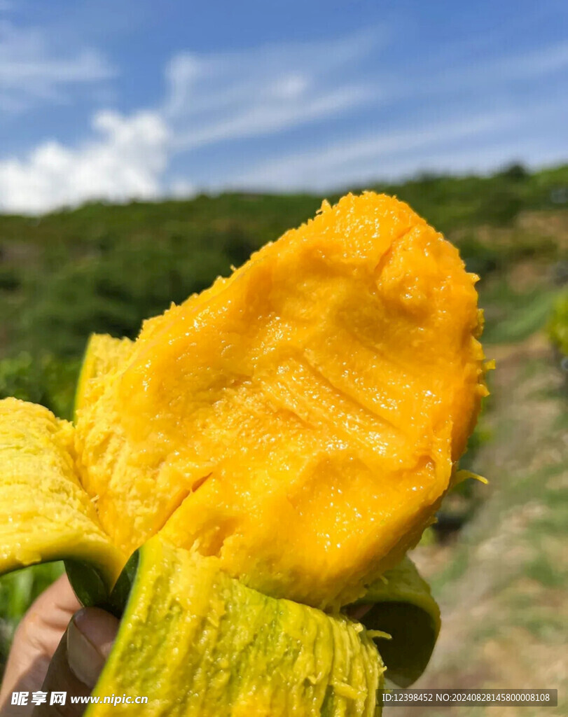 芒果