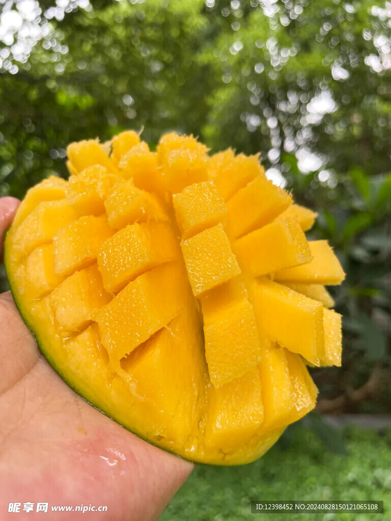 芒果