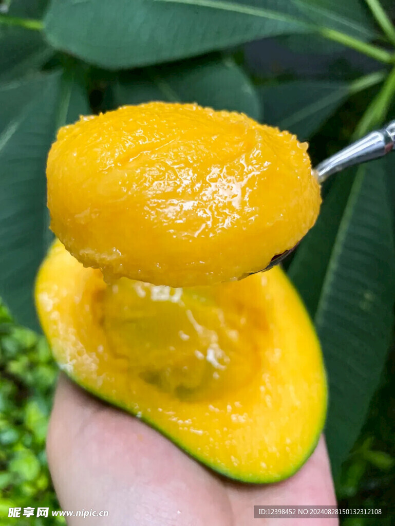 芒果