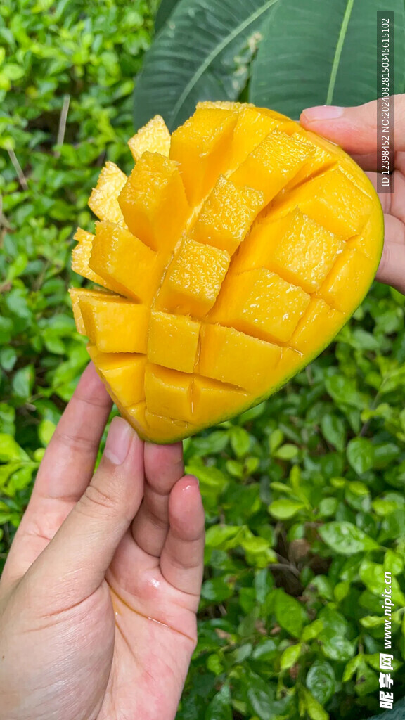 芒果