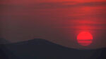 夕阳红