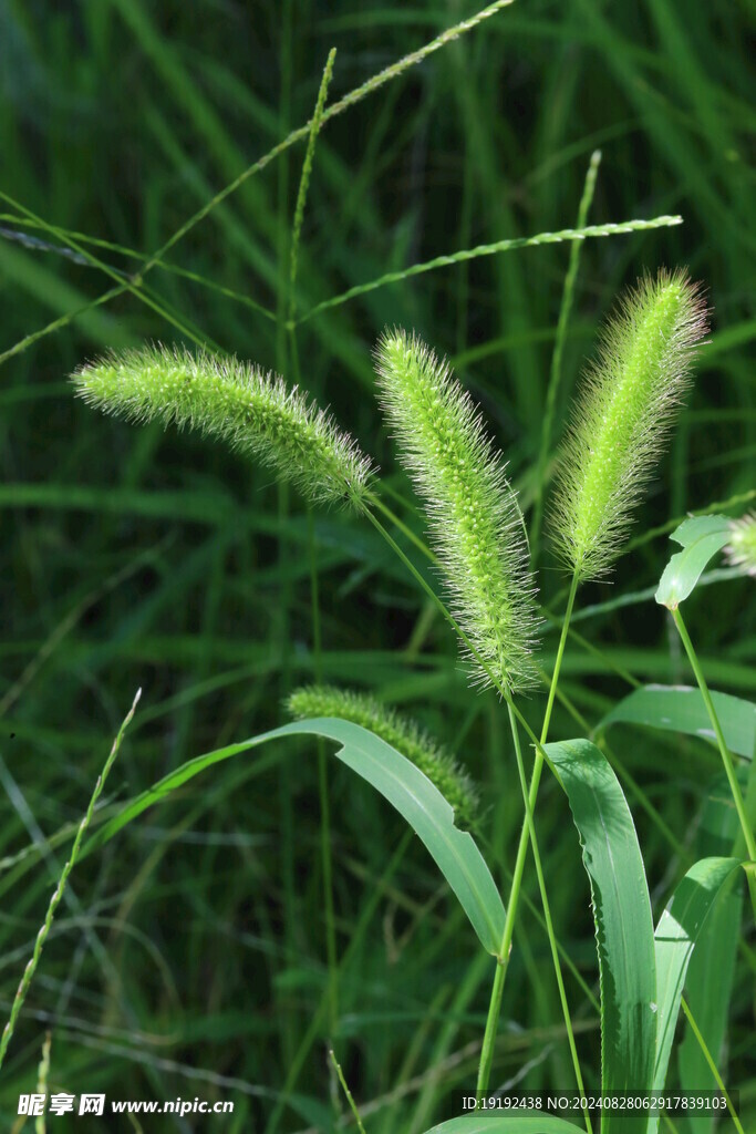 狗尾草  