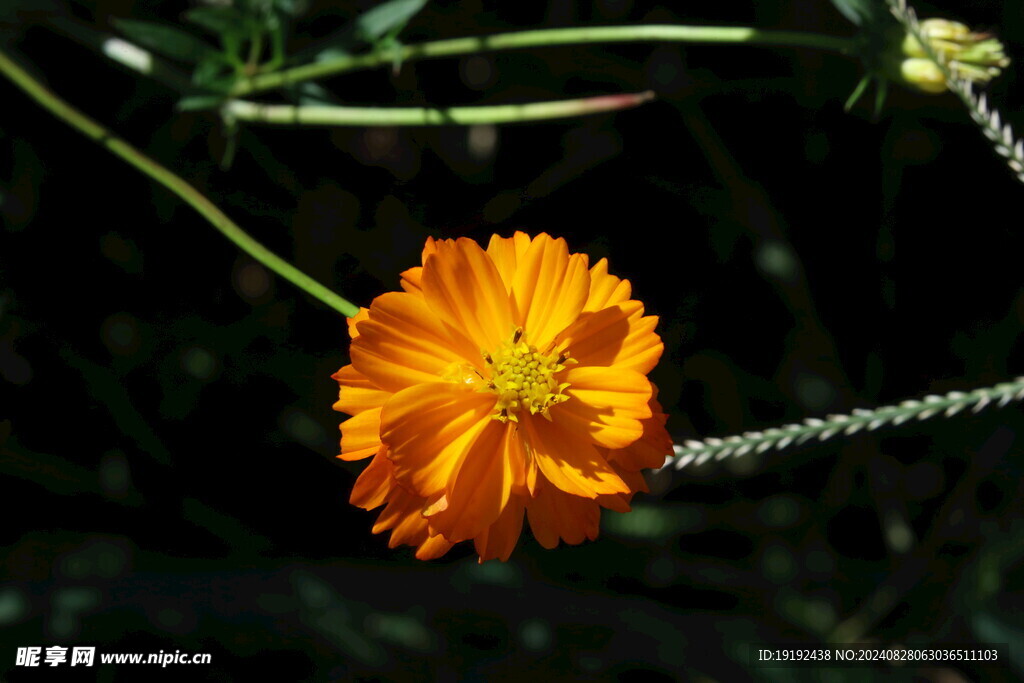 硫华菊 