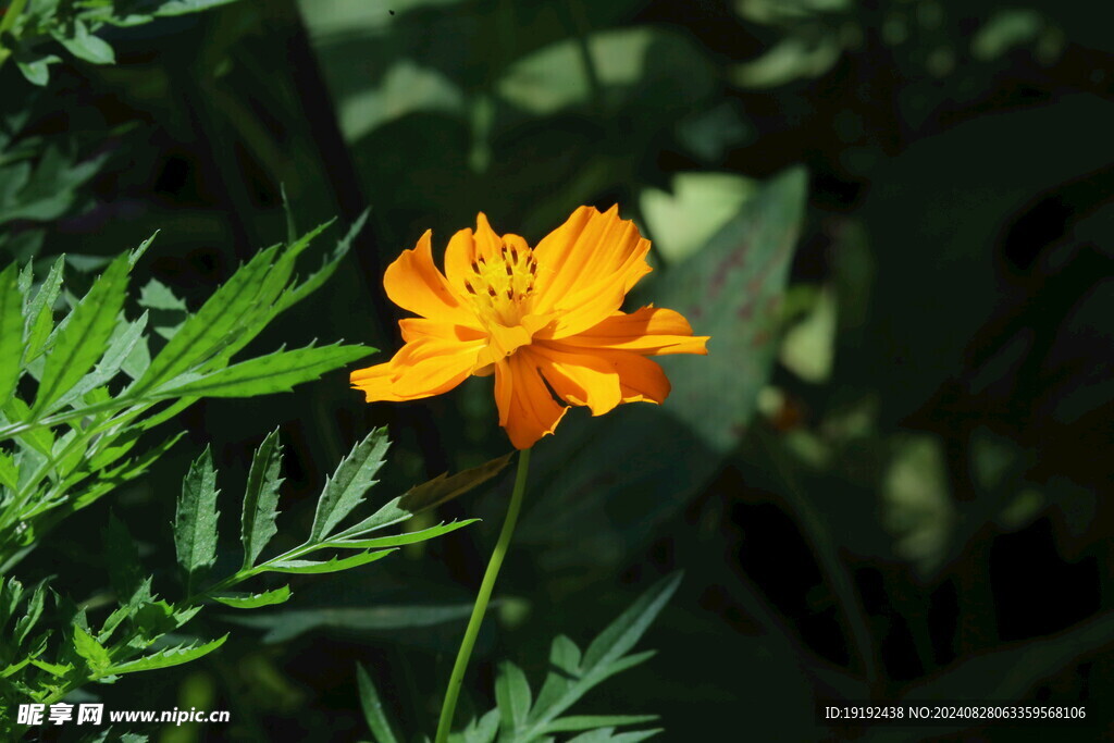 硫华菊  