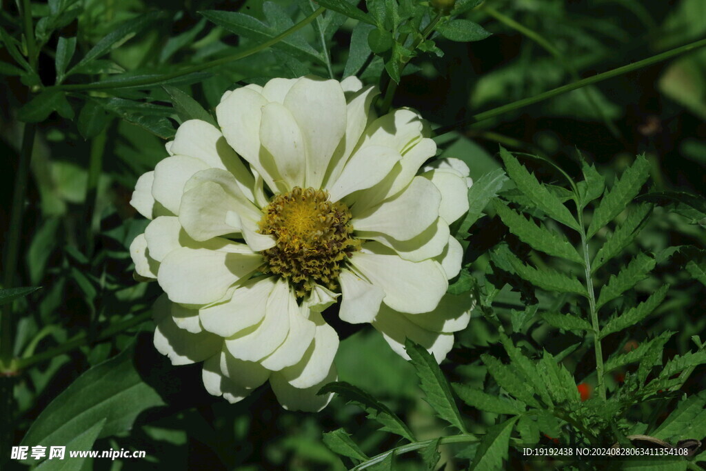 百日菊  