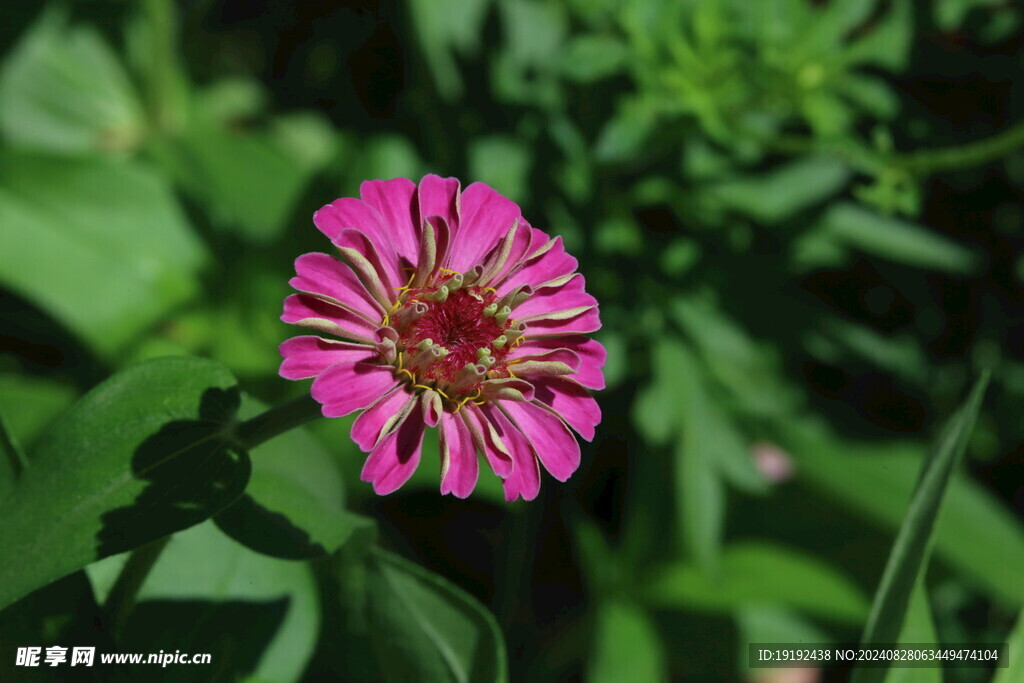 百日菊 