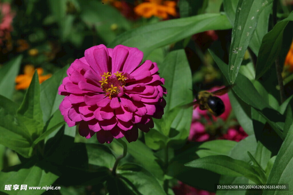 百日菊  