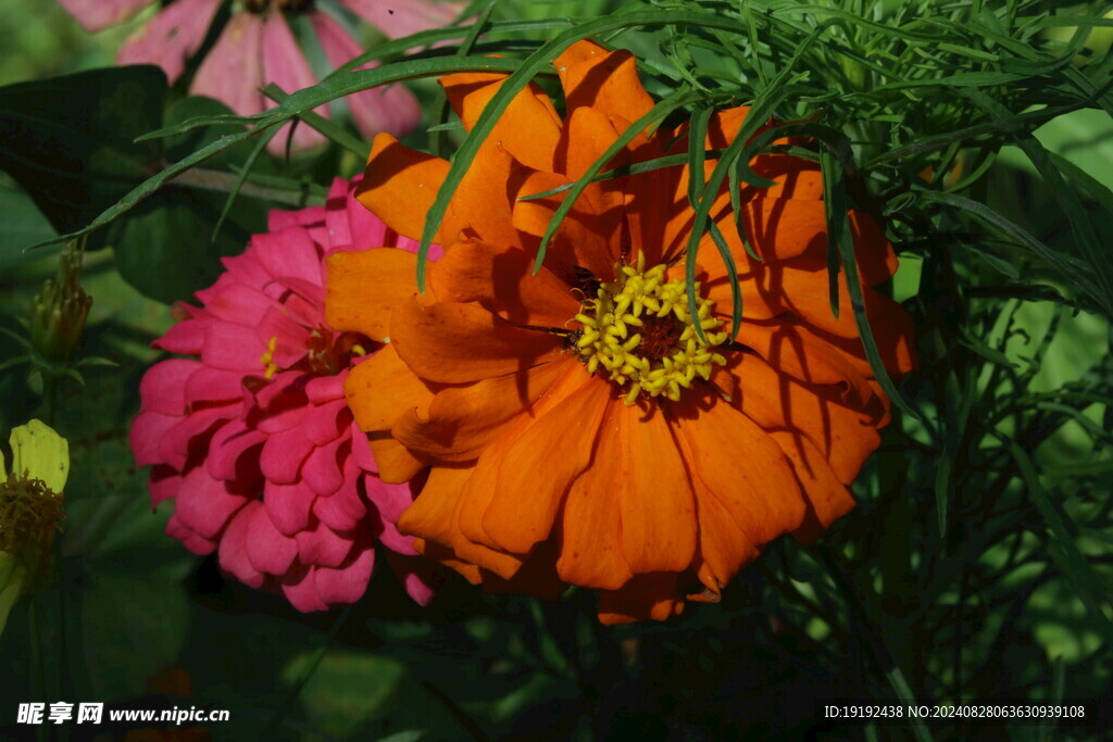 百日菊  
