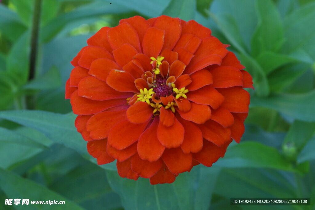 百日菊 