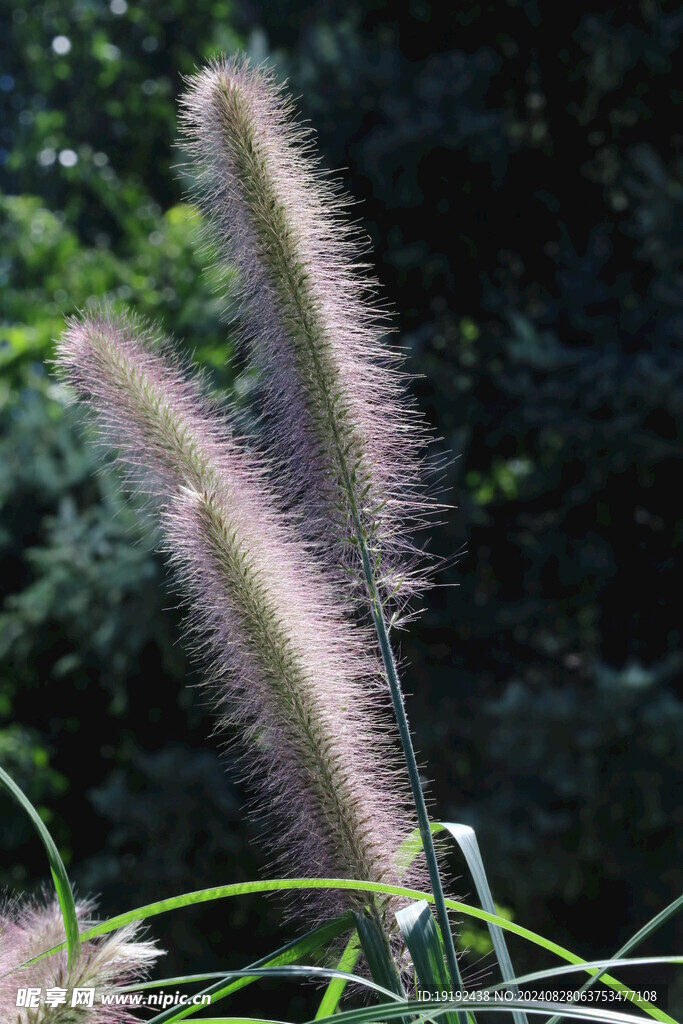 狼尾草  