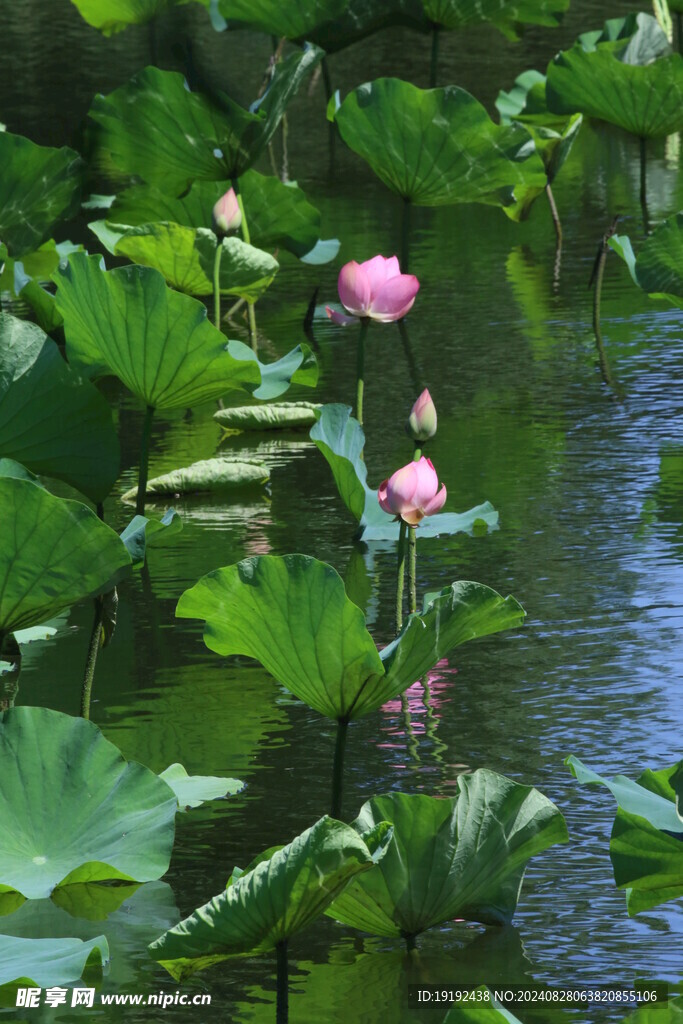 荷花荷叶 