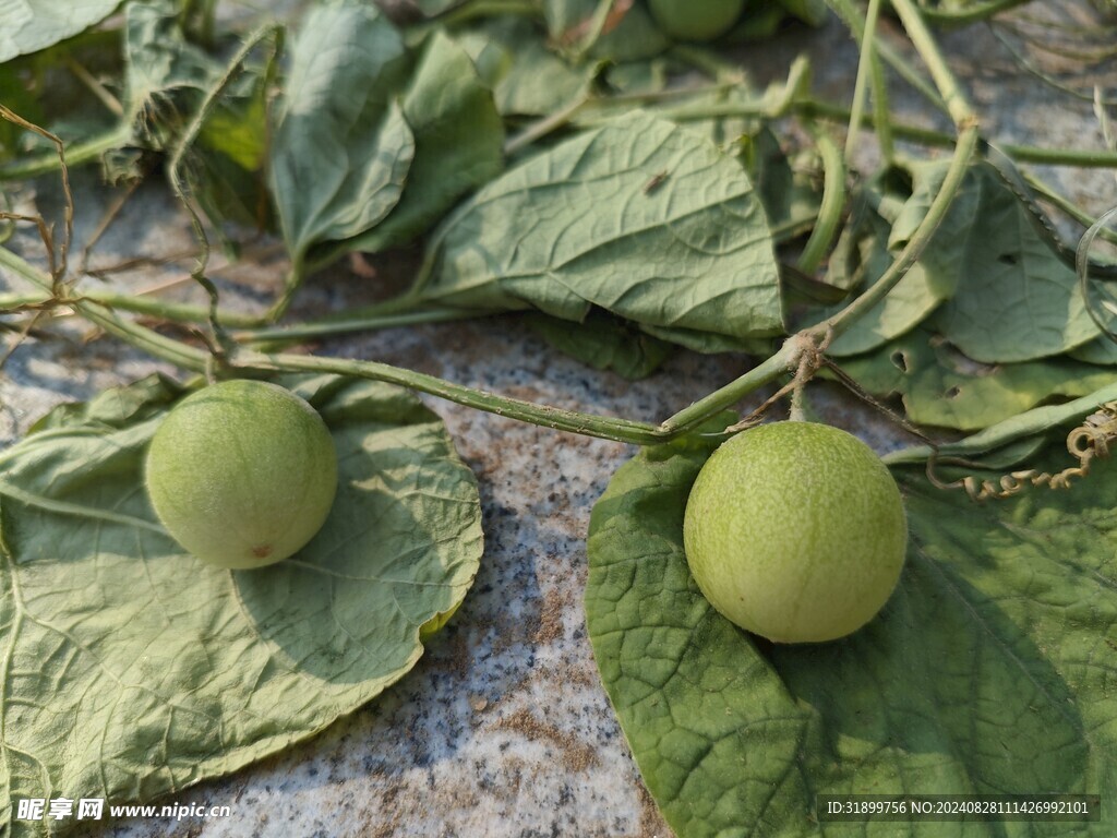 马泡瓜