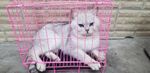 小猫