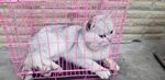 小猫