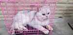 猫咪
