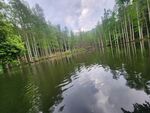 水杉
