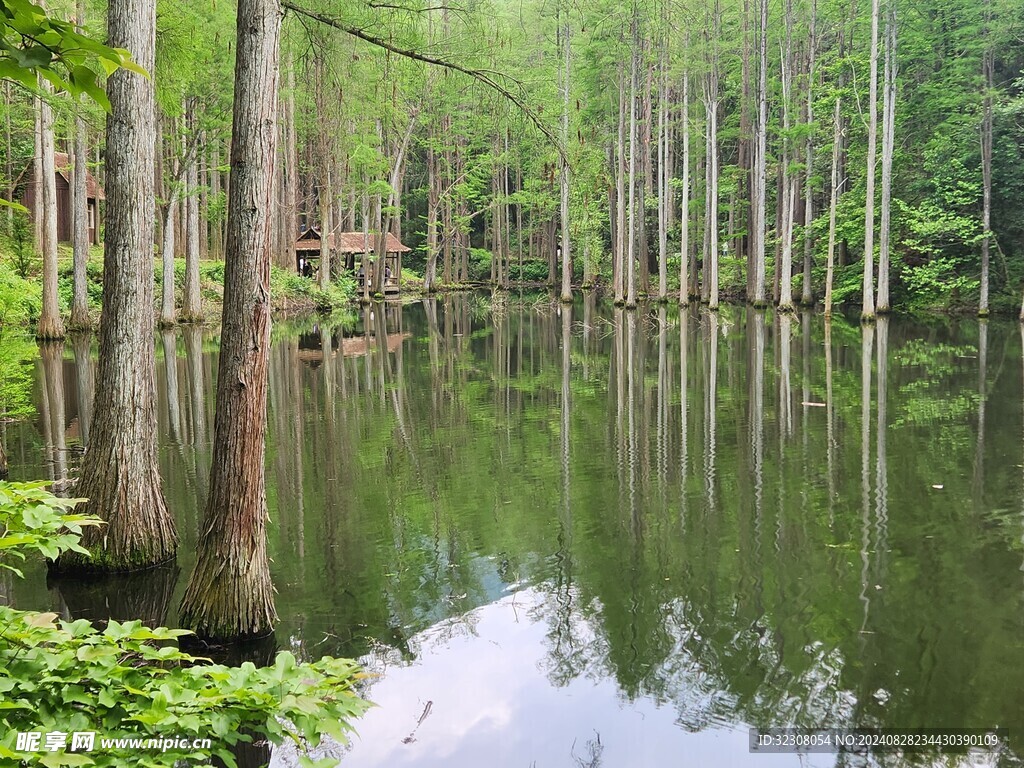 水杉