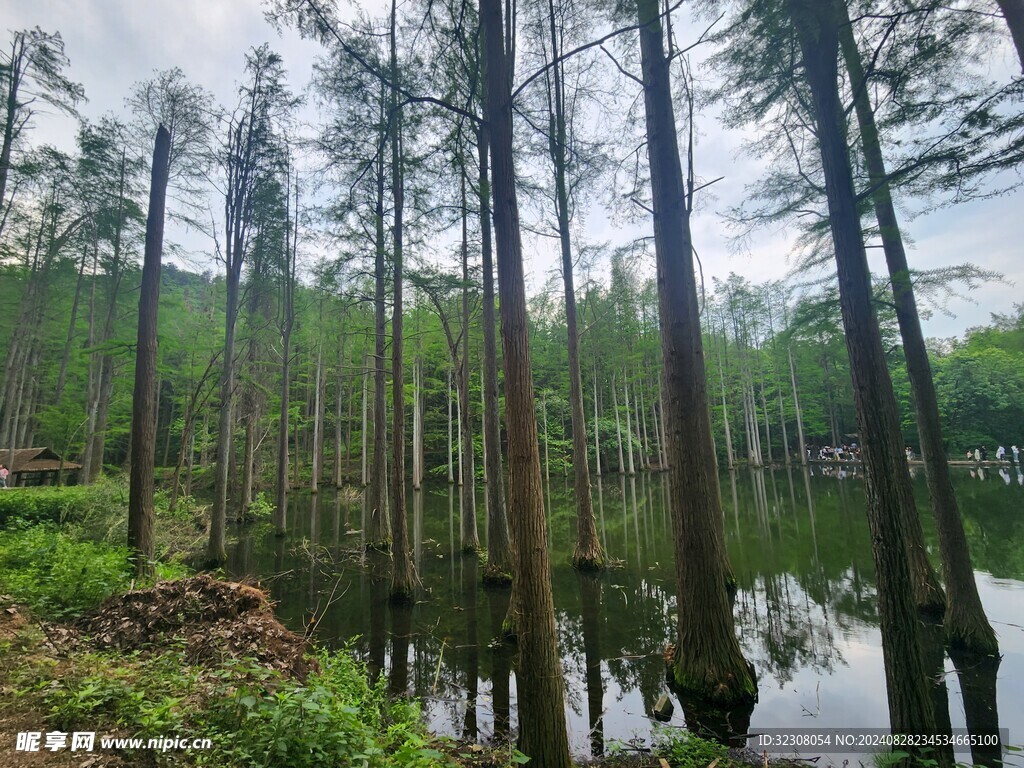 水杉