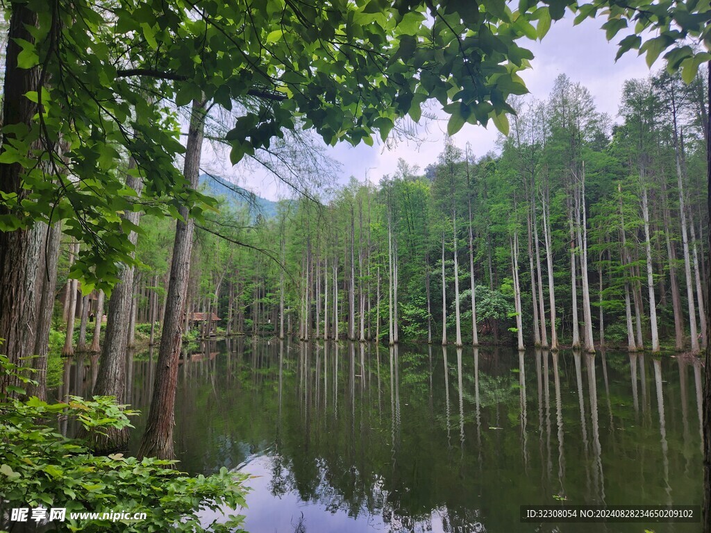 水杉