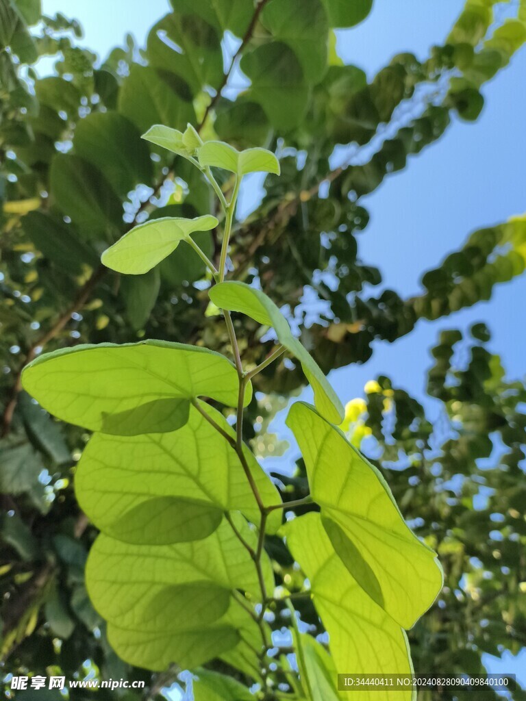 树叶