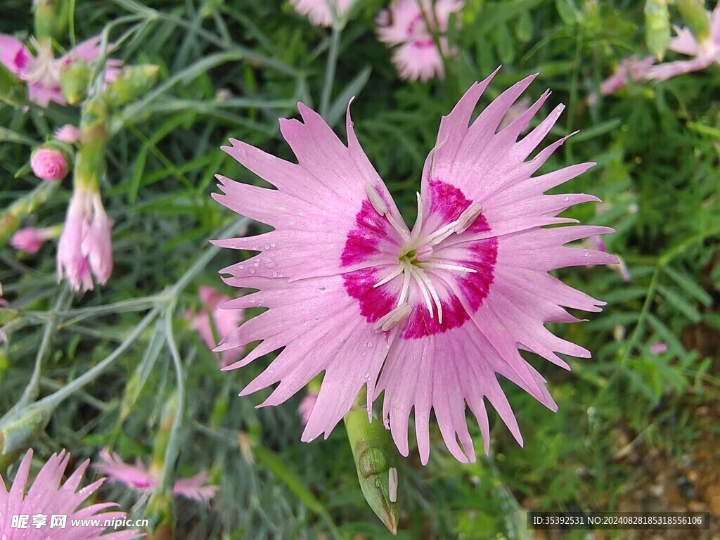 花儿