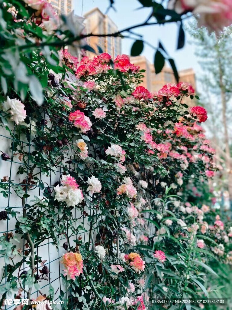 蔷薇花海