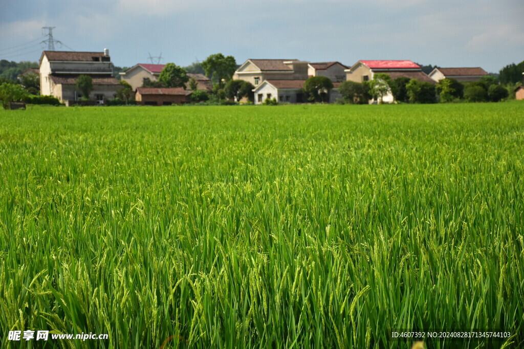 田野