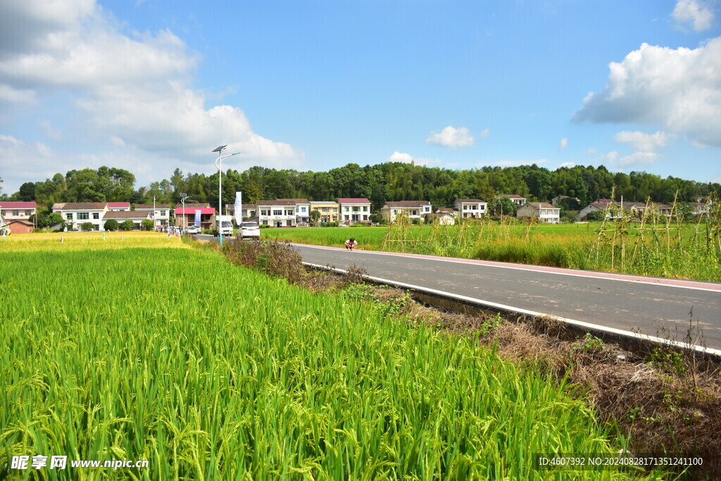 田野里的农村