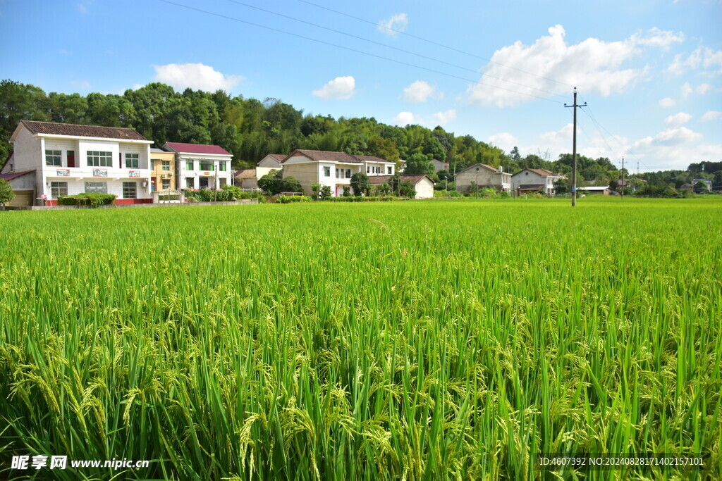 田野