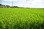 田野风光