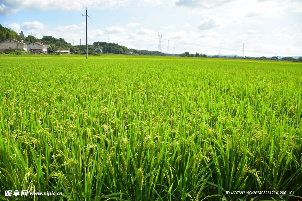 田野风光