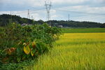 田野