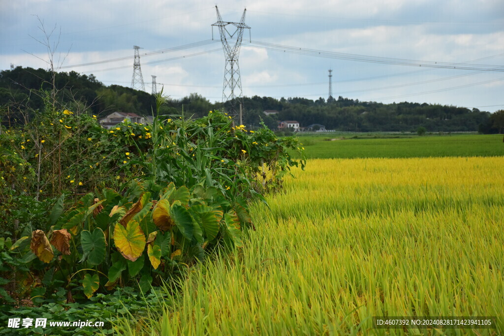 田野