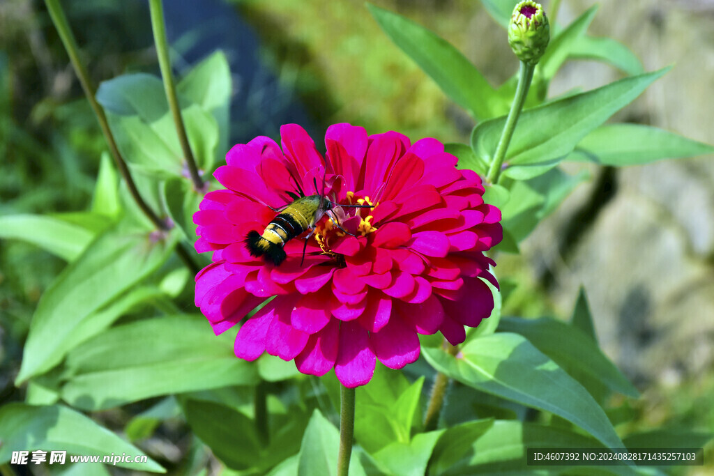 蝶恋花