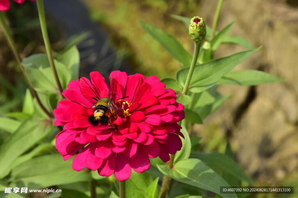 蝶恋花