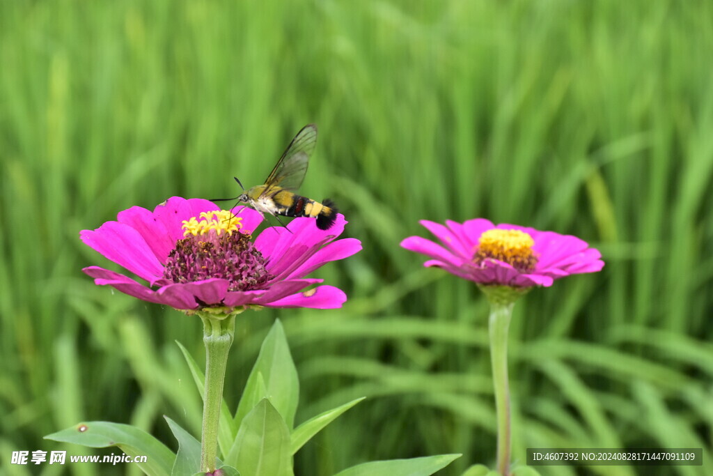 蜜蜂