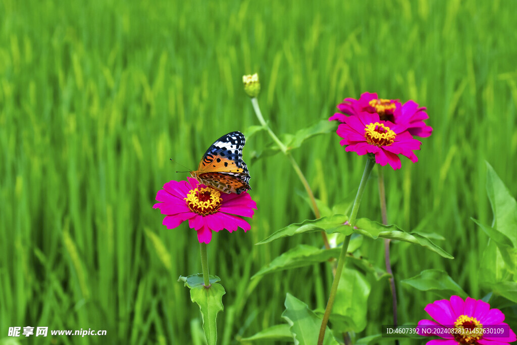 蝶恋花